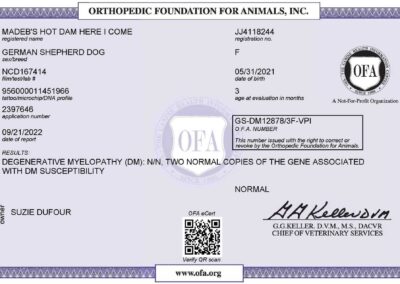 Iona Certificat OFA Degenerative Myelopathy