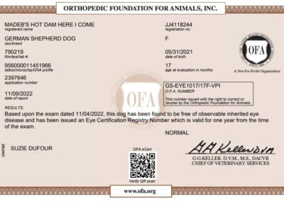 Iona Certificat OFA Inherited Eye Disease